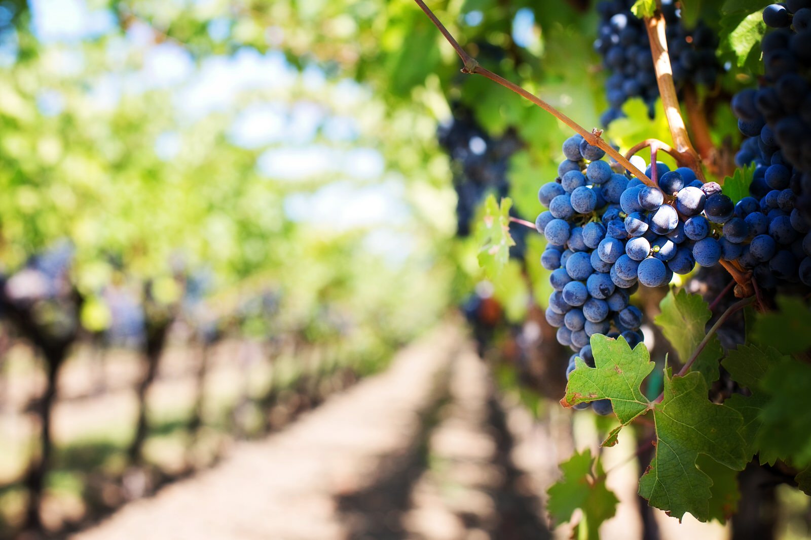 Bienvenue sur Vin du Portugal